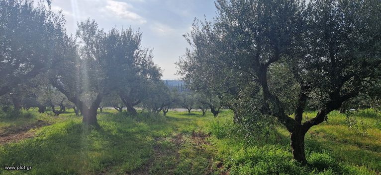 Αγροτεμάχια 7.967 τ.μ. για πώληση, Μεσσηνία, Μεσσήνη