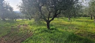 Αγροτεμάχια 7.967 τ.μ. για πώληση, Μεσσηνία, Μεσσήνη-thumb-1