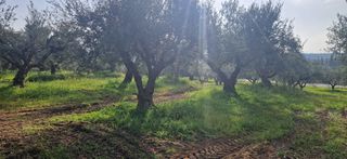 Αγροτεμάχια 7.967 τ.μ. για πώληση, Μεσσηνία, Μεσσήνη-thumb-2