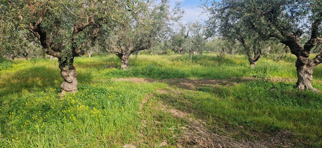 Αγροτεμάχια 7.967 τ.μ. πρός πώληση, Μεσσηνία, Μεσσήνη