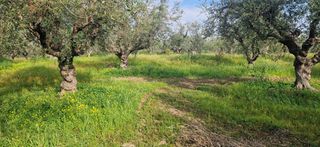Αγροτεμάχια 7.967 τ.μ. για πώληση, Μεσσηνία, Μεσσήνη-thumb-3
