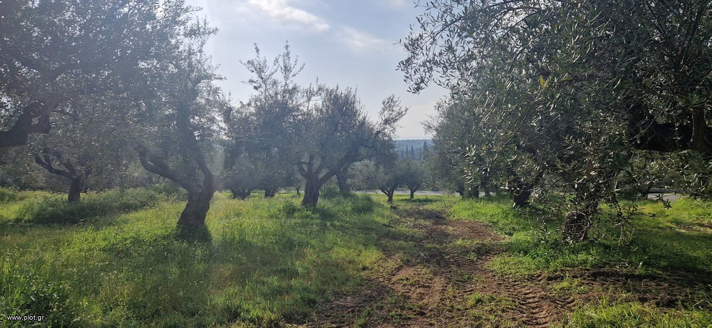 Αγροτεμάχια 7.967 τ.μ. πρός πώληση, Μεσσηνία, Μεσσήνη