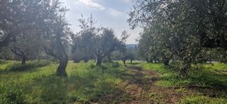 Αγροτεμάχια 7.967 τ.μ. για πώληση, Μεσσηνία, Μεσσήνη-thumb-4