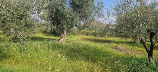 Αγροτεμάχια 7.967 τ.μ. για πώληση, Μεσσηνία, Μεσσήνη-thumb-5