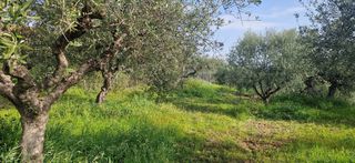 Αγροτεμάχια 7.967 τ.μ. για πώληση, Μεσσηνία, Μεσσήνη-thumb-6