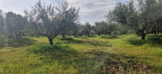 Αγροτεμάχια 7.967 τ.μ. για πώληση, Μεσσηνία, Μεσσήνη-thumb-7