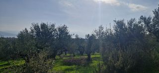 Αγροτεμάχια 7.967 τ.μ. για πώληση, Μεσσηνία, Μεσσήνη-thumb-8