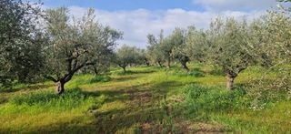 Αγροτεμάχια 7.967 τ.μ. για πώληση, Μεσσηνία, Μεσσήνη-thumb-10