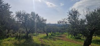 Αγροτεμάχια 7.967 τ.μ. για πώληση, Μεσσηνία, Μεσσήνη-thumb-11