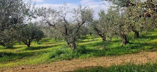 Αγροτεμάχια 7.967 τ.μ. για πώληση, Μεσσηνία, Μεσσήνη-thumb-12