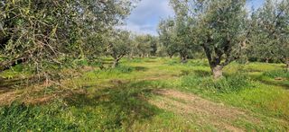 Αγροτεμάχια 7.967 τ.μ. για πώληση, Μεσσηνία, Μεσσήνη-thumb-13