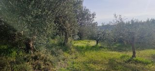 Αγροτεμάχια 7.967 τ.μ. για πώληση, Μεσσηνία, Μεσσήνη-thumb-14
