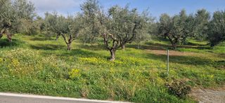 Αγροτεμάχια 7.967 τ.μ. για πώληση, Μεσσηνία, Μεσσήνη-thumb-21