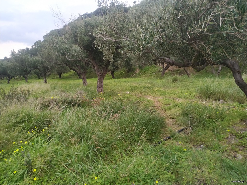 Αγροτεμάχια 8.000 τ.μ. πρός πώληση, Ν. Λασιθίου, Ιεράπετρα
