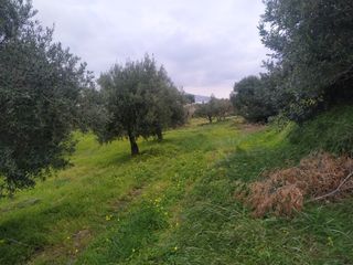 Αγροτεμάχια 8.000 τ.μ. για πώληση, Ν. Λασιθίου, Ιεράπετρα-thumb-3