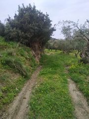 Αγροτεμάχια 8.000 τ.μ. για πώληση, Ν. Λασιθίου, Ιεράπετρα-thumb-5