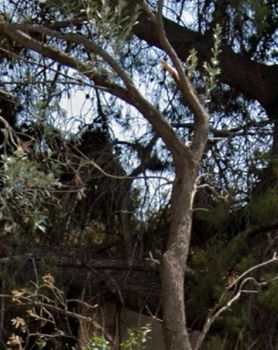 Land plot 477sqm for sale-Alimos » Kalamaki