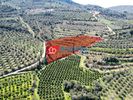 Αγροτεμάχια 6.686τ.μ. για πώληση-Ασίνη » Κέντρο
