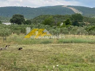 Αγροτεμάχια 5.000 τ.μ. πρός πώληση, Εβρος, Αλεξανδρούπολη-thumb-2