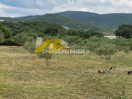 Parcel 5.000sqm for sale-Alexandroupoli » Patara