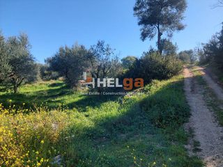 Αγροτεμάχια 24.600 τ.μ. για πώληση