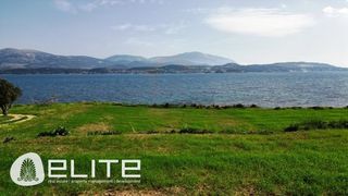 Αγροτεμάχια 7.965 τ.μ. για πώληση