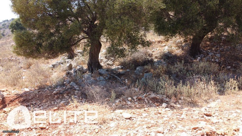 Αγροτεμάχια 933,76 τ.μ. προς πώληση, Ελειός - Πρόννοι