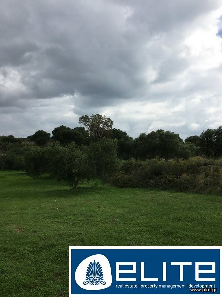 Αγροτεμάχια 12.000 τ.μ. προς πώληση, Ελειός - Πρόννοι