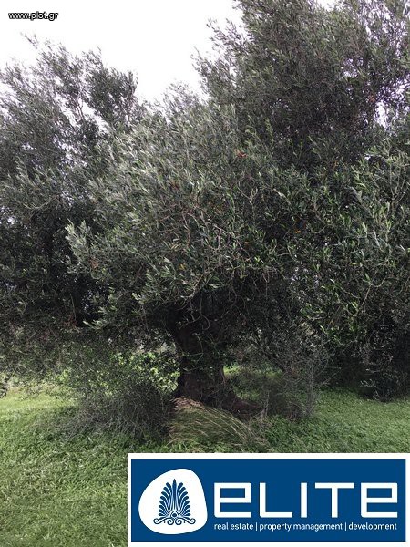 Αγροτεμάχια 12.000 τ.μ. προς πώληση, Ελειός - Πρόννοι