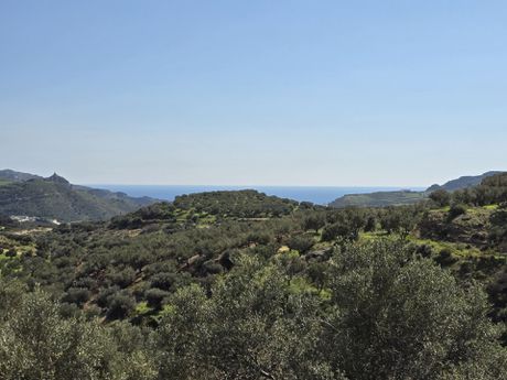 Αγροτεμάχια 4.600τ.μ. για πώληση-Φοινίκας » Μαριού