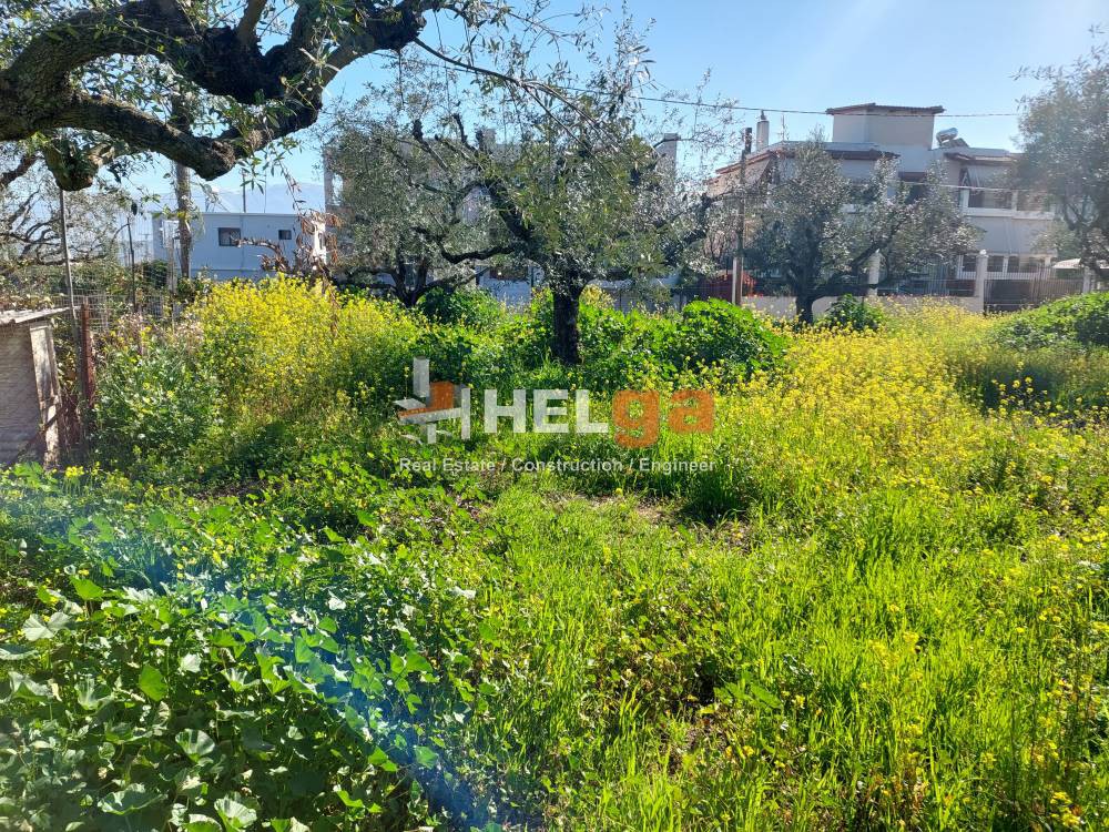 Αγροτεμάχια 1.629 τ.μ. προς πώληση, Μονοδένδρι Βραχναιίκων