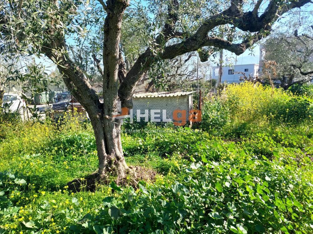 Αγροτεμάχια 1.629 τ.μ. προς πώληση, Μονοδένδρι Βραχναιίκων
