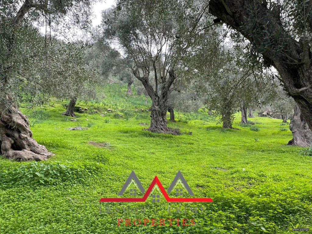 Οικόπεδο 3.616 τ.μ. πρός πώληση, Ν. Λέσβου, Λέσβος - Μυτιλήνη