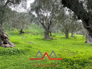 Οικόπεδο 3.616 τ.μ. για πώληση