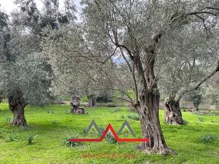 Οικόπεδο 3.616 τ.μ. προς πώληση, Χαραμίδα-thumb-2
