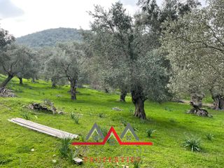 Οικόπεδο 3.616 τ.μ. προς πώληση, Χαραμίδα-thumb-3
