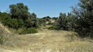 Αγροτεμάχια 2.000 τ.μ. για πώληση