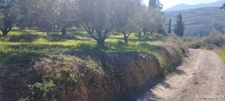 Parcel 6.500sqm for sale-Sikiona » Mpozikas