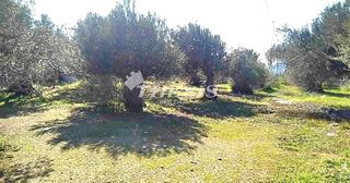 Αγροτεμάχια 4.000 τ.μ. προς πώληση, Πηγαδάκια Καρύστου-thumb-1