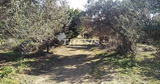 Αγροτεμάχια 4.000 τ.μ. προς πώληση, Πηγαδάκια Καρύστου-thumb-2
