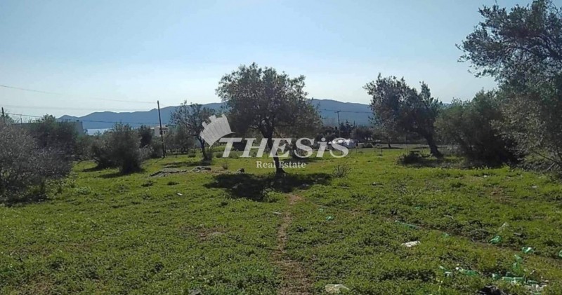 Αγροτεμάχια 4.000 τ.μ. προς πώληση, Εύβοια, Κάρυστος