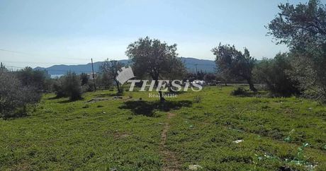 Αγροτεμάχια 4.000τ.μ. για πώληση-Κάρυστος » Πηγαδάκια