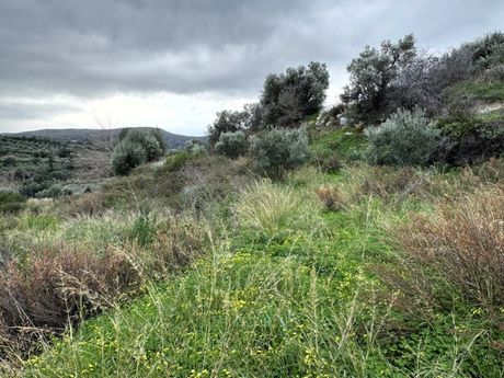 Parcel 5.414sqm for sale-Arkadi » Agios Dimitrios