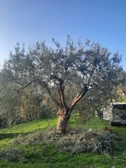 Αναλαμβάνουμε Συγκομιδή και Κλάδεμα Ελιάς