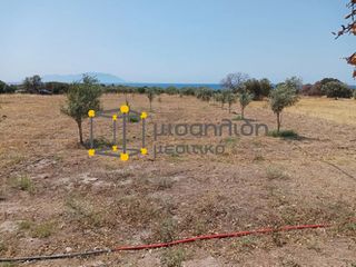 Αγροτεμάχια 2.000 τ.μ. προς πώληση, Δίκελλα-thumb-11