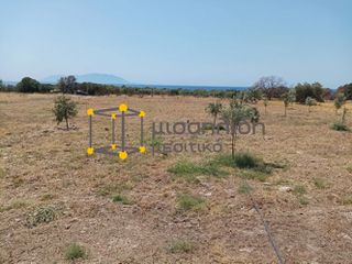 Αγροτεμάχια 2.000 τ.μ. προς πώληση, Δίκελλα-thumb-14