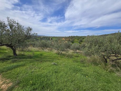 Οικόπεδο 11.396τ.μ. για πώληση-Γεροπόταμος » Σιριπιδιανά