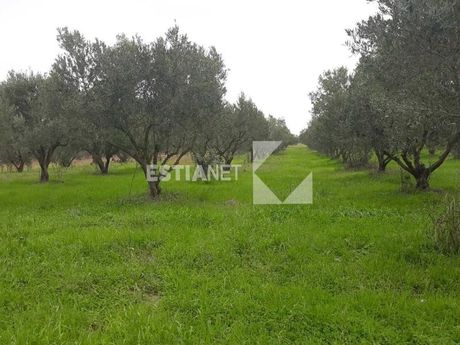 Parcel 5.800sqm for sale-Epanomi » Pirgos Epanomis