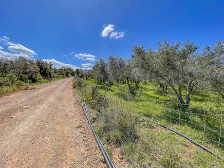 Parcel 63.209sqm for sale-Arkadi » Erfi