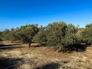Αγροτεμάχια 6.494τ.μ. για πώληση-Λάππα » Επισκοπή